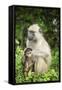 Mother and Baby Yellow Baboon (Papio Cynocephalus), South Luangwa National Park, Zambia, Africa-Janette Hill-Framed Stretched Canvas