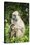 Mother and Baby Yellow Baboon (Papio Cynocephalus), South Luangwa National Park, Zambia, Africa-Janette Hill-Stretched Canvas