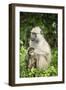 Mother and Baby Yellow Baboon (Papio Cynocephalus), South Luangwa National Park, Zambia, Africa-Janette Hill-Framed Photographic Print