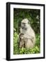 Mother and Baby Yellow Baboon (Papio Cynocephalus), South Luangwa National Park, Zambia, Africa-Janette Hill-Framed Photographic Print