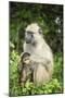 Mother and Baby Yellow Baboon (Papio Cynocephalus), South Luangwa National Park, Zambia, Africa-Janette Hill-Mounted Photographic Print