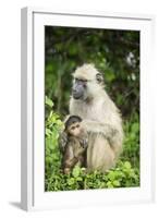 Mother and Baby Yellow Baboon (Papio Cynocephalus), South Luangwa National Park, Zambia, Africa-Janette Hill-Framed Photographic Print