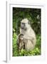 Mother and Baby Yellow Baboon (Papio Cynocephalus), South Luangwa National Park, Zambia, Africa-Janette Hill-Framed Photographic Print