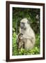 Mother and Baby Yellow Baboon (Papio Cynocephalus), South Luangwa National Park, Zambia, Africa-Janette Hill-Framed Photographic Print