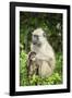 Mother and Baby Yellow Baboon (Papio Cynocephalus), South Luangwa National Park, Zambia, Africa-Janette Hill-Framed Photographic Print