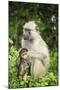 Mother and Baby Yellow Baboon (Papio Cynocephalus), South Luangwa National Park, Zambia, Africa-Janette Hill-Mounted Photographic Print