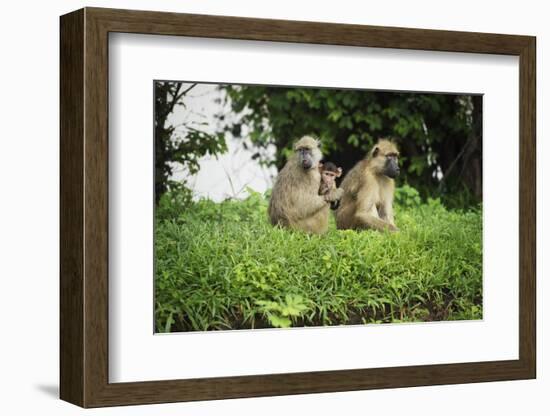 Mother and Baby Yellow Baboon (Papio Cynocephalus), South Luangwa National Park, Zambia, Africa-Janette Hill-Framed Photographic Print