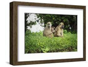Mother and Baby Yellow Baboon (Papio Cynocephalus), South Luangwa National Park, Zambia, Africa-Janette Hill-Framed Photographic Print