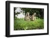 Mother and Baby Yellow Baboon (Papio Cynocephalus), South Luangwa National Park, Zambia, Africa-Janette Hill-Framed Photographic Print