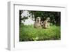 Mother and Baby Yellow Baboon (Papio Cynocephalus), South Luangwa National Park, Zambia, Africa-Janette Hill-Framed Photographic Print