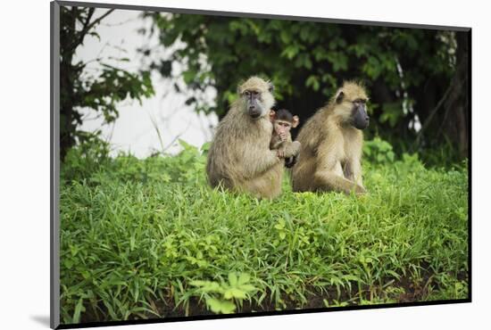 Mother and Baby Yellow Baboon (Papio Cynocephalus), South Luangwa National Park, Zambia, Africa-Janette Hill-Mounted Photographic Print