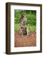 Mother and Baby Yellow Baboon (Papio Cynocephalus), South Luangwa National Park, Zambia, Africa-Janette Hill-Framed Photographic Print