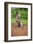 Mother and Baby Yellow Baboon (Papio Cynocephalus), South Luangwa National Park, Zambia, Africa-Janette Hill-Framed Photographic Print