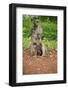 Mother and Baby Yellow Baboon (Papio Cynocephalus), South Luangwa National Park, Zambia, Africa-Janette Hill-Framed Photographic Print