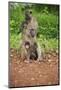 Mother and Baby Yellow Baboon (Papio Cynocephalus), South Luangwa National Park, Zambia, Africa-Janette Hill-Mounted Photographic Print