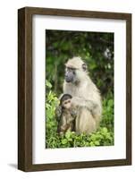 Mother and Baby Yellow Baboon (Papio Cynocephalus), South Luangwa National Park, Zambia, Africa-Janette Hill-Framed Photographic Print