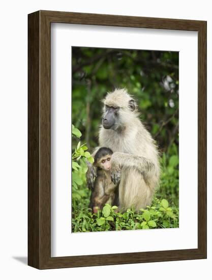 Mother and Baby Yellow Baboon (Papio Cynocephalus), South Luangwa National Park, Zambia, Africa-Janette Hill-Framed Photographic Print