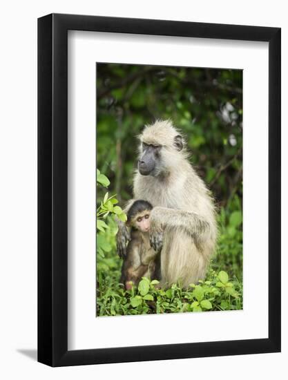 Mother and Baby Yellow Baboon (Papio Cynocephalus), South Luangwa National Park, Zambia, Africa-Janette Hill-Framed Photographic Print