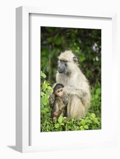 Mother and Baby Yellow Baboon (Papio Cynocephalus), South Luangwa National Park, Zambia, Africa-Janette Hill-Framed Photographic Print