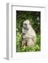 Mother and Baby Yellow Baboon (Papio Cynocephalus), South Luangwa National Park, Zambia, Africa-Janette Hill-Framed Photographic Print