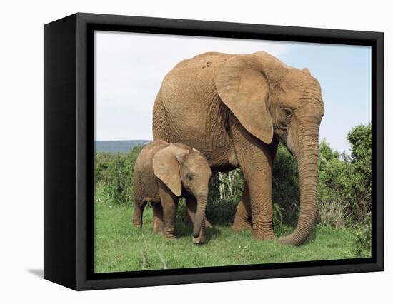 Mother and Calf, African Elephant (Loxodonta Africana) Addo National Park, South Africa, Africa-Ann & Steve Toon-Framed Stretched Canvas