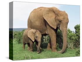 Mother and Calf, African Elephant (Loxodonta Africana) Addo National Park, South Africa, Africa-Ann & Steve Toon-Stretched Canvas