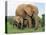 Mother and Calf, African Elephant (Loxodonta Africana) Addo National Park, South Africa, Africa-Ann & Steve Toon-Stretched Canvas
