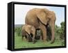 Mother and Calf, African Elephant (Loxodonta Africana) Addo National Park, South Africa, Africa-Ann & Steve Toon-Framed Stretched Canvas