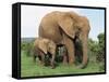 Mother and Calf, African Elephant (Loxodonta Africana) Addo National Park, South Africa, Africa-Ann & Steve Toon-Framed Stretched Canvas