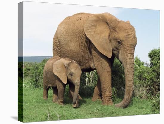 Mother and Calf, African Elephant (Loxodonta Africana) Addo National Park, South Africa, Africa-Ann & Steve Toon-Stretched Canvas