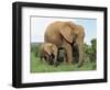 Mother and Calf, African Elephant (Loxodonta Africana) Addo National Park, South Africa, Africa-Ann & Steve Toon-Framed Photographic Print