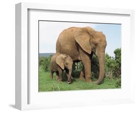 Mother and Calf, African Elephant (Loxodonta Africana) Addo National Park, South Africa, Africa-Ann & Steve Toon-Framed Photographic Print