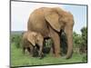 Mother and Calf, African Elephant (Loxodonta Africana) Addo National Park, South Africa, Africa-Ann & Steve Toon-Mounted Photographic Print