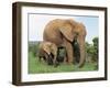 Mother and Calf, African Elephant (Loxodonta Africana) Addo National Park, South Africa, Africa-Ann & Steve Toon-Framed Photographic Print