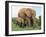 Mother and Calf, African Elephant (Loxodonta Africana) Addo National Park, South Africa, Africa-Ann & Steve Toon-Framed Photographic Print