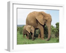 Mother and Calf, African Elephant (Loxodonta Africana) Addo National Park, South Africa, Africa-Ann & Steve Toon-Framed Photographic Print