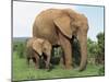 Mother and Calf, African Elephant (Loxodonta Africana) Addo National Park, South Africa, Africa-Ann & Steve Toon-Mounted Photographic Print