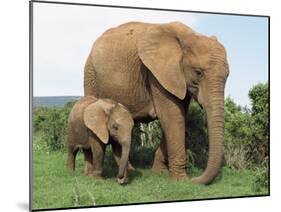 Mother and Calf, African Elephant (Loxodonta Africana) Addo National Park, South Africa, Africa-Ann & Steve Toon-Mounted Photographic Print