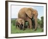 Mother and Calf, African Elephant (Loxodonta Africana) Addo National Park, South Africa, Africa-Ann & Steve Toon-Framed Photographic Print