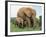 Mother and Calf, African Elephant (Loxodonta Africana) Addo National Park, South Africa, Africa-Ann & Steve Toon-Framed Photographic Print