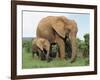 Mother and Calf, African Elephant (Loxodonta Africana) Addo National Park, South Africa, Africa-Ann & Steve Toon-Framed Photographic Print