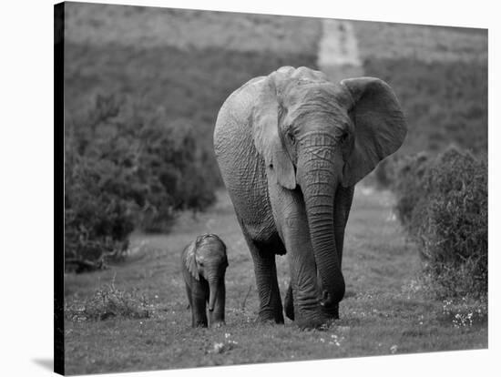 Mother and Calf, African Elephant (Loxodonta Africana), Addo National Park, South Africa, Africa-Ann & Steve Toon-Stretched Canvas