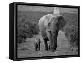 Mother and Calf, African Elephant (Loxodonta Africana), Addo National Park, South Africa, Africa-Ann & Steve Toon-Framed Stretched Canvas