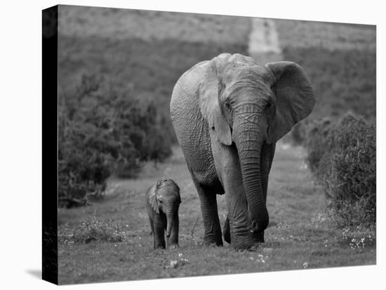 Mother and Calf, African Elephant (Loxodonta Africana), Addo National Park, South Africa, Africa-Ann & Steve Toon-Stretched Canvas