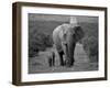 Mother and Calf, African Elephant (Loxodonta Africana), Addo National Park, South Africa, Africa-Ann & Steve Toon-Framed Premium Photographic Print