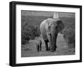 Mother and Calf, African Elephant (Loxodonta Africana), Addo National Park, South Africa, Africa-Ann & Steve Toon-Framed Premium Photographic Print