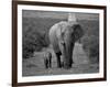 Mother and Calf, African Elephant (Loxodonta Africana), Addo National Park, South Africa, Africa-Ann & Steve Toon-Framed Photographic Print