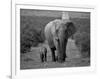 Mother and Calf, African Elephant (Loxodonta Africana), Addo National Park, South Africa, Africa-Ann & Steve Toon-Framed Photographic Print