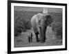 Mother and Calf, African Elephant (Loxodonta Africana), Addo National Park, South Africa, Africa-Ann & Steve Toon-Framed Photographic Print