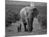 Mother and Calf, African Elephant (Loxodonta Africana), Addo National Park, South Africa, Africa-Ann & Steve Toon-Mounted Photographic Print